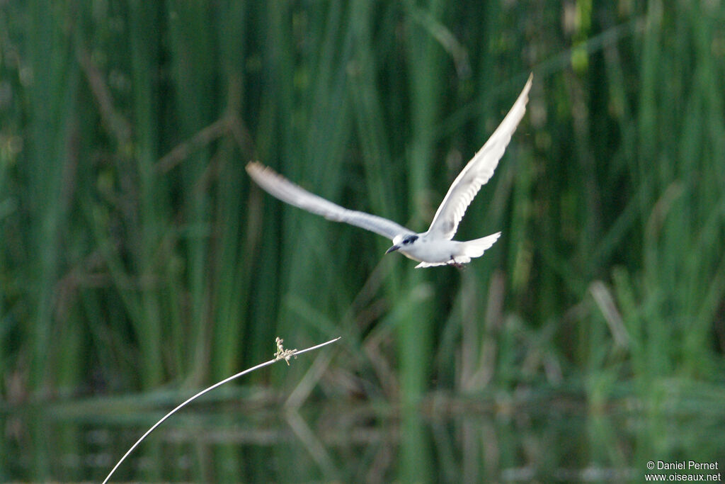 Sterne de rivièresubadulte, habitat