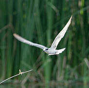 River Tern