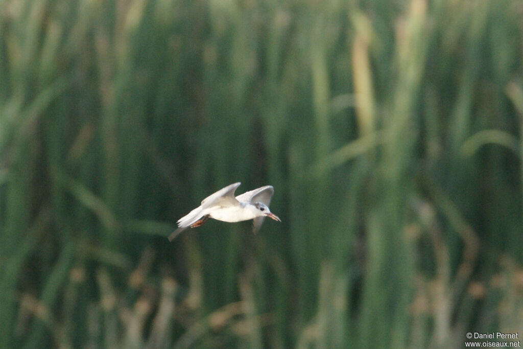 Sterne de rivièresubadulte, habitat