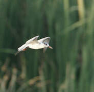 River Tern