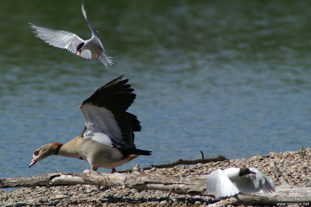 Common Ternadult, Behaviour