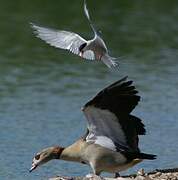 Common Tern