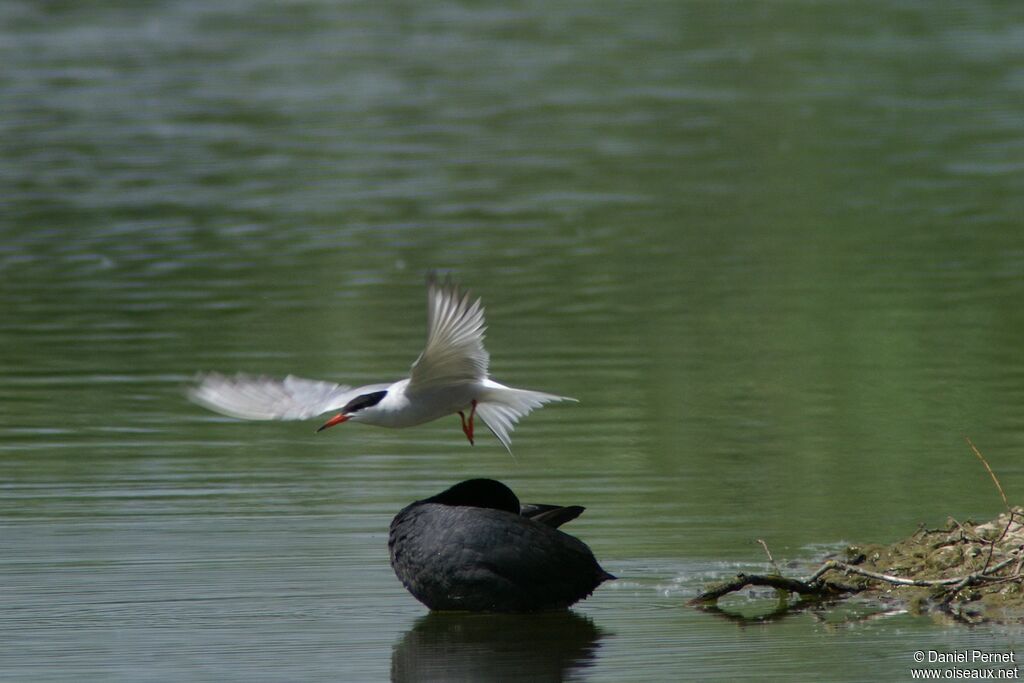 Common Ternadult, Behaviour