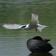 Common Tern