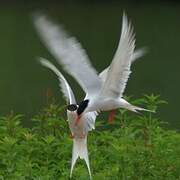 Common Tern