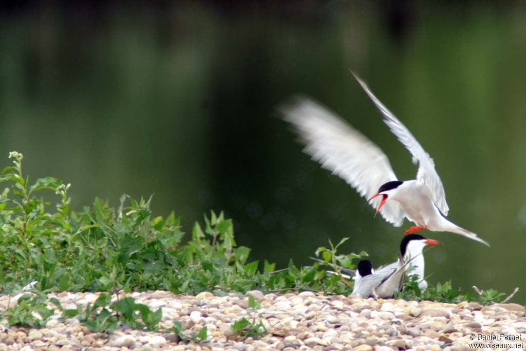 Common Ternadult, Reproduction-nesting