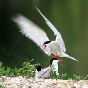 Common Tern