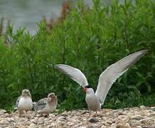 Common Tern