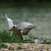 Common Tern