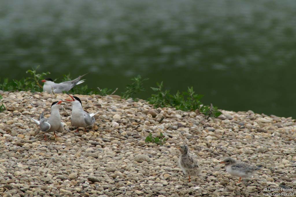 Common Ternadult, Reproduction-nesting