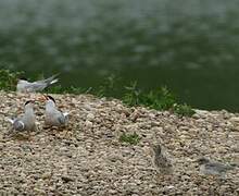 Common Tern