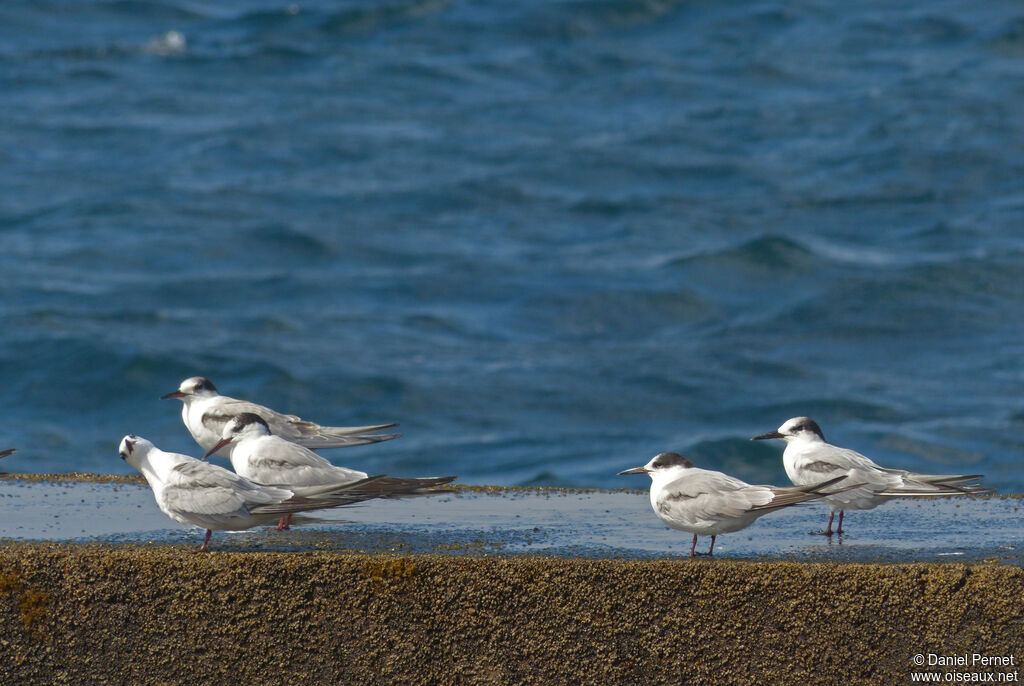 Common Ternsubadult