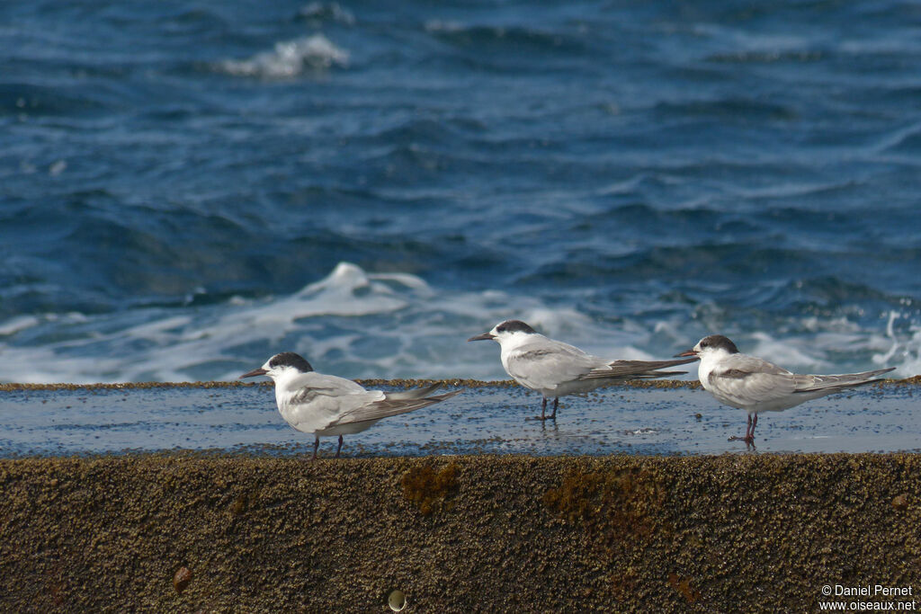 Common Ternsubadult