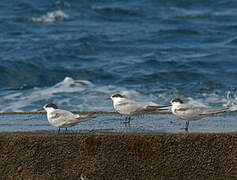 Common Tern