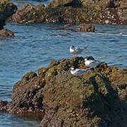 Common Tern