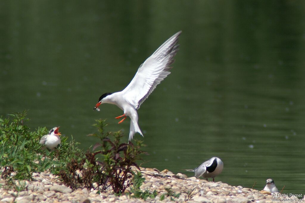 Common Tern, Reproduction-nesting