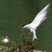 Common Tern