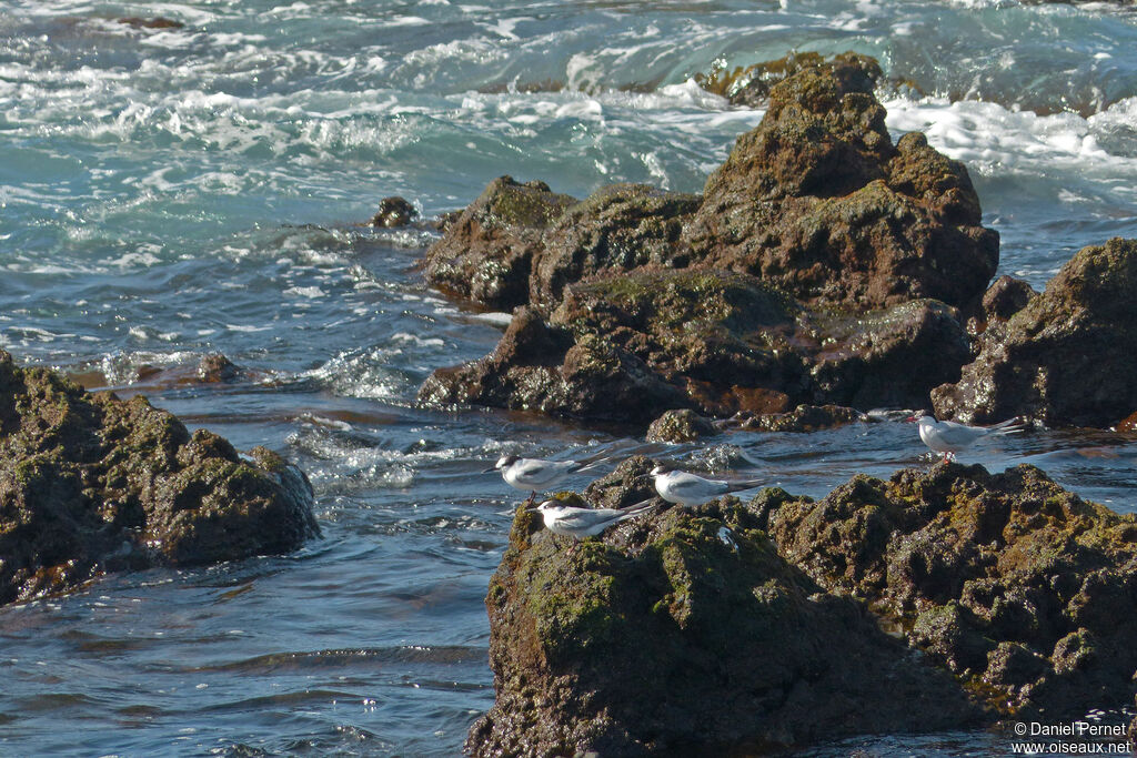 Common Ternsubadult, walking