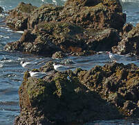 Common Tern