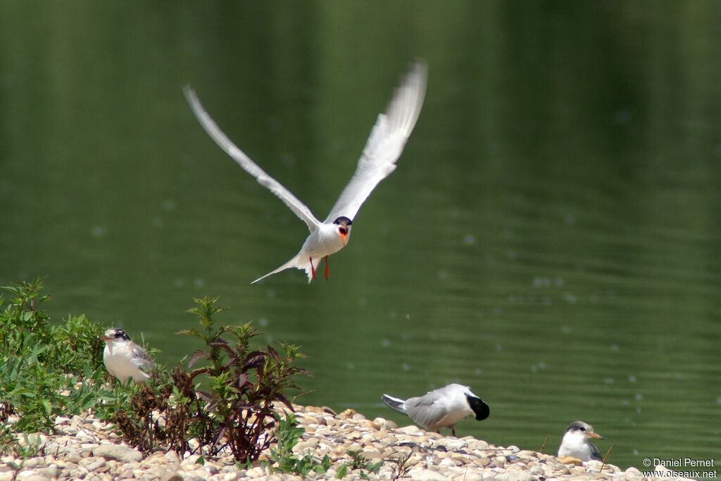 Common Tern, Reproduction-nesting