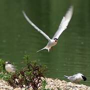 Common Tern