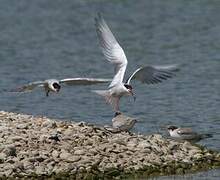 Common Tern