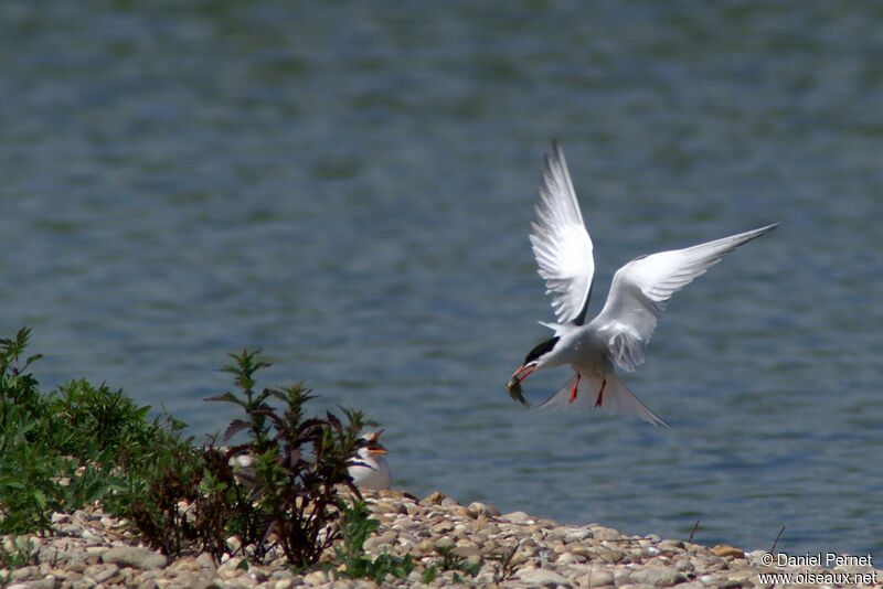 Common Tern, Reproduction-nesting