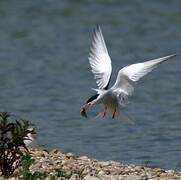 Common Tern