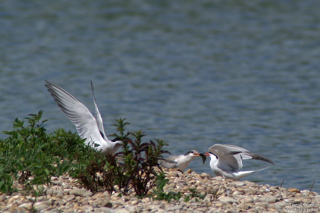 Common Tern, Reproduction-nesting