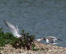 Common Tern