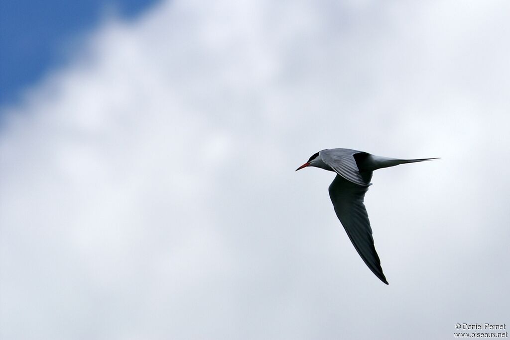 Common Ternadult, Flight