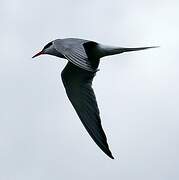 Common Tern