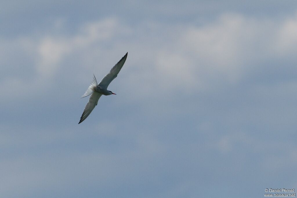 Common Ternadult, Flight