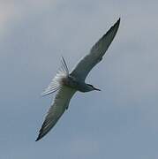 Common Tern