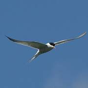 Common Tern