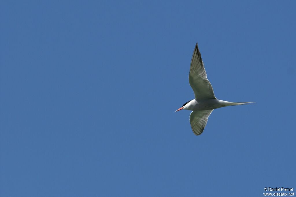 Common Ternadult, Flight