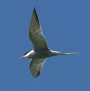 Common Tern