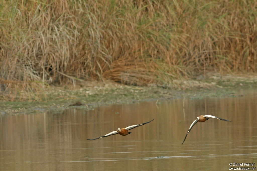 Ruddy Shelduck female adult, habitat, Flight