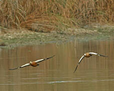 Ruddy Shelduck