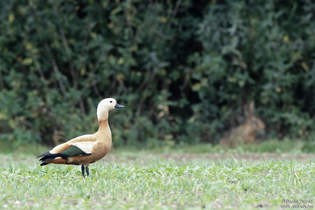 Tadorne casarca femelle, identification