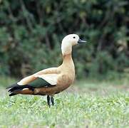 Ruddy Shelduck