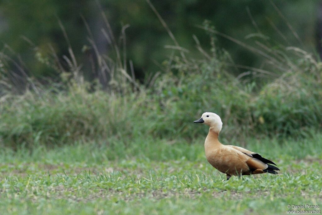 Ruddy Shelduck female, identification