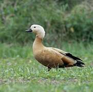 Ruddy Shelduck