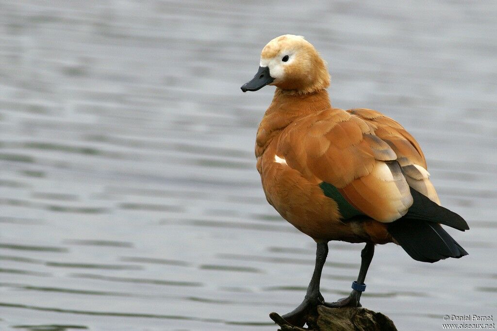 Ruddy Shelduck female adult, identification