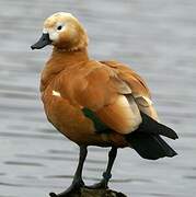 Ruddy Shelduck