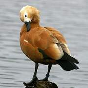 Ruddy Shelduck