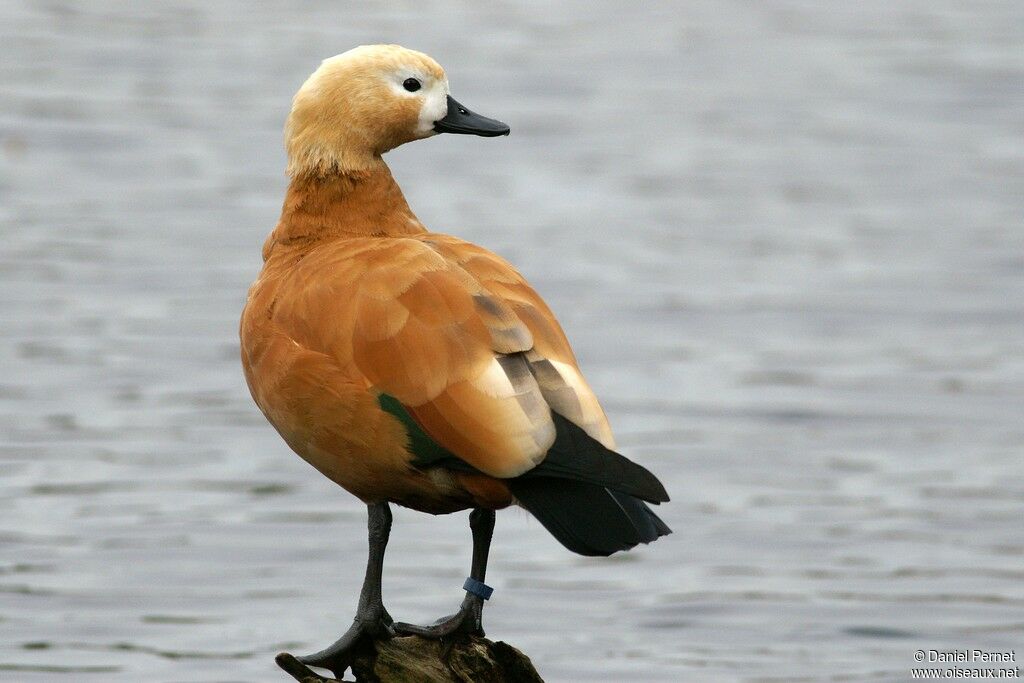 Ruddy Shelduck female adult, identification