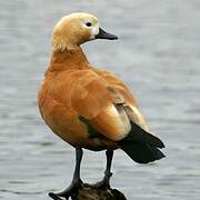 Ruddy Shelduck