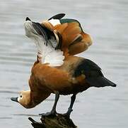 Ruddy Shelduck