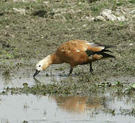 Ruddy Shelduck